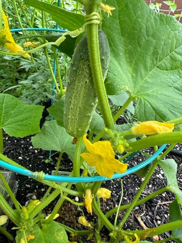 A fresh cucumber growing on the vine in one of Liz's container gardens